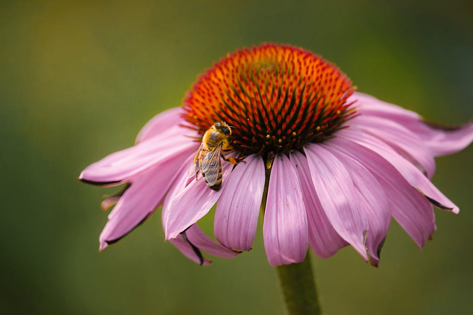 bee on coneflower native pollinator garden coneflower close-up