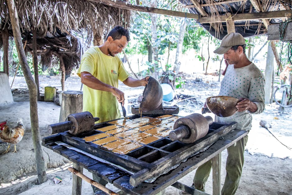Two men making panela in a rustic outdoor setting in Sucre, Colombia.