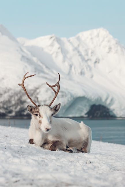 Free stock photo of 2025, arctic, arctic animal