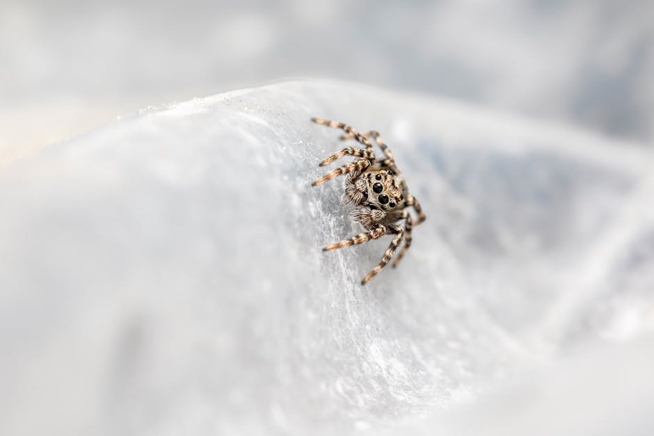 Close-up of a colorful jumping spider on a web, showcasing intricate details.