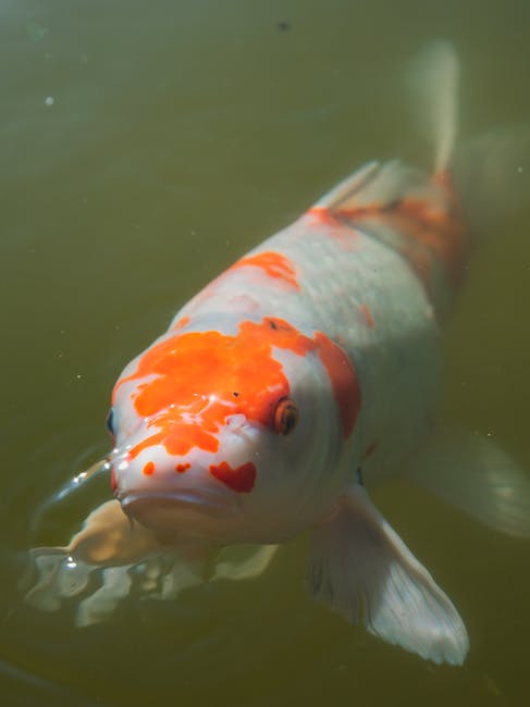 Close-up of a colorful koi fish swimming in tranquil waters in Osaka, Japan.