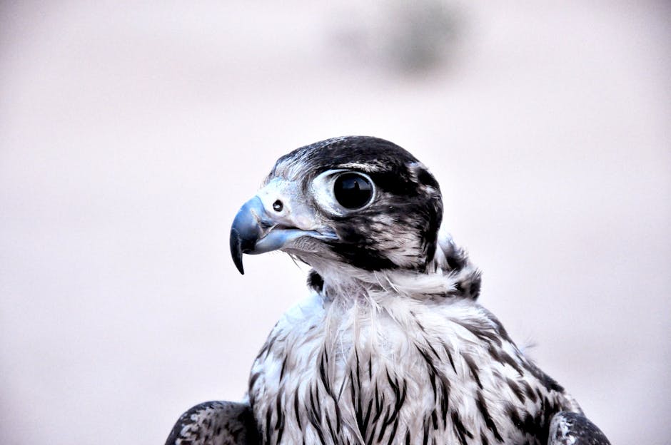 Free stock photo of abaya, arabic food, arabic sweets