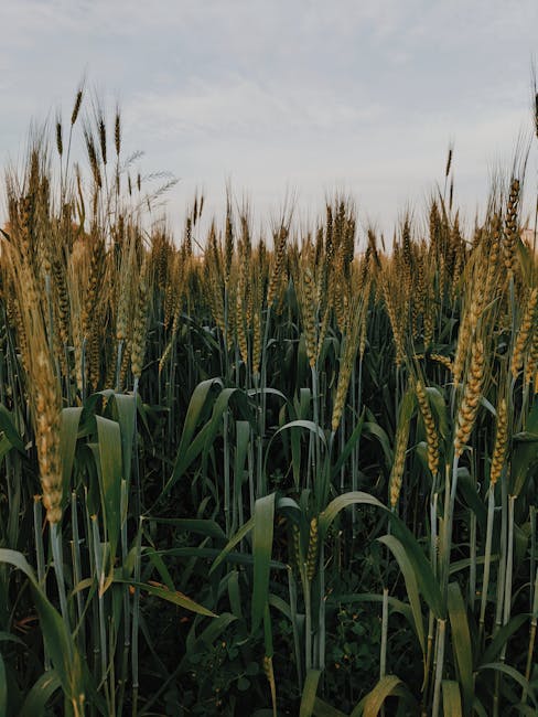 A tranquil wheat field with green leaves swaying under a cloudy sky, showcasing nature's beauty.