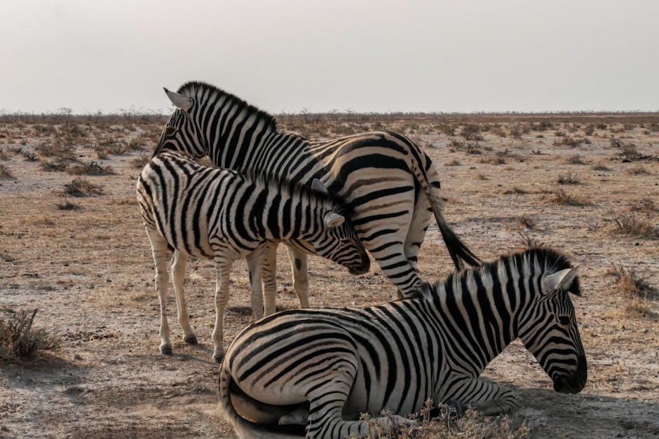 Group of zebras grazing in an open savanna landscape under a cloudy sky.