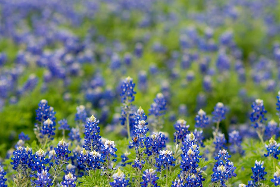 native wildflowers pollinator garden seasonal plants meadow close-up