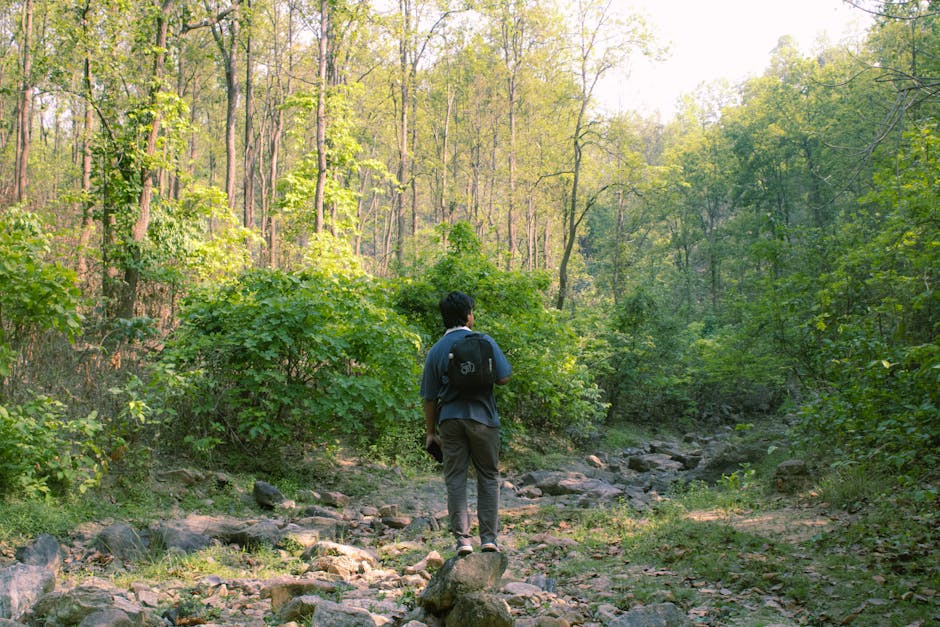 Person hiking through lush green forest, enjoying the tranquility of nature.