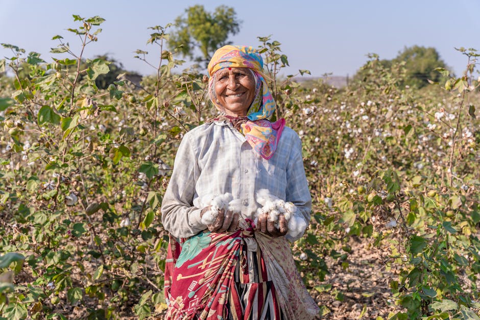 An elderly woman in vibrant attire harvesting cotton in a sunny rural field.