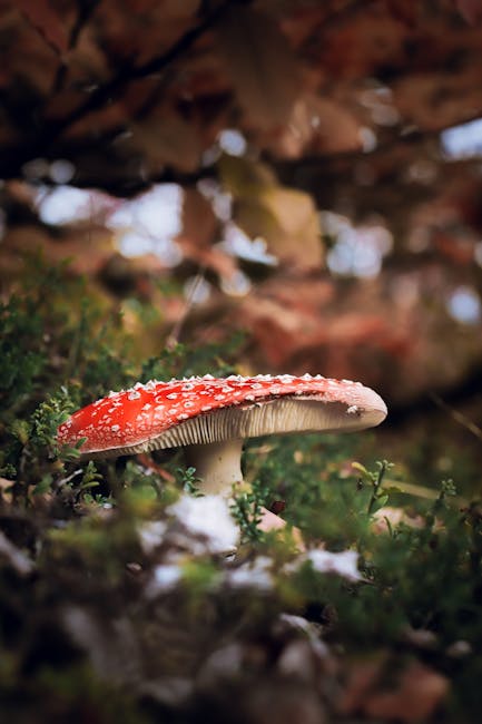 Close-up of a vivid red fly agaric mushroom surrounded by autumn foliage.