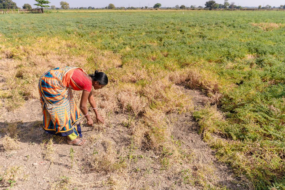 farmers harvesting chickpeas drought field