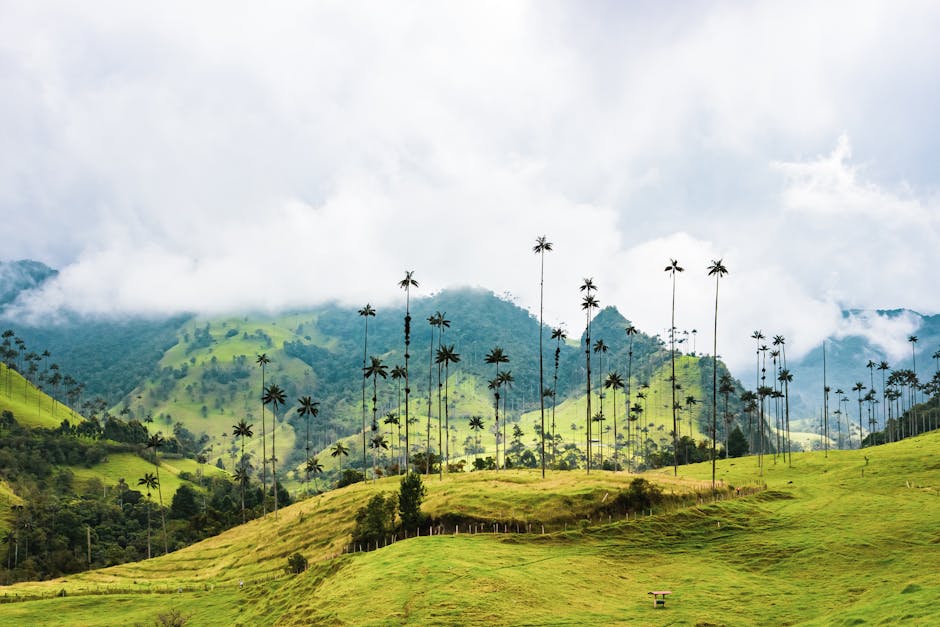 Coffee region Cocora Valley wax palms Colombia travel Salento