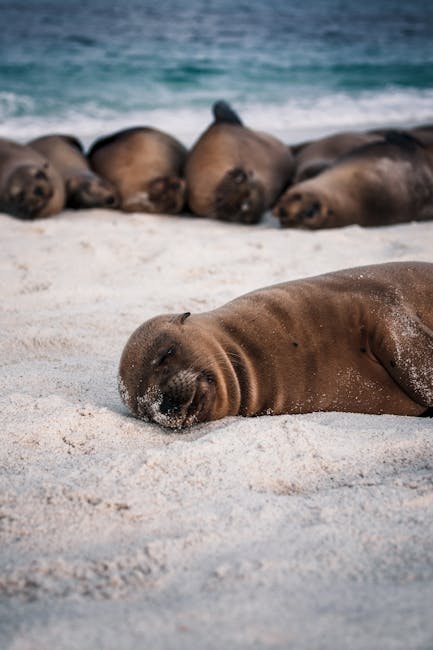Sea lions resting on sandy beach in Galapagos with ocean backdrop.