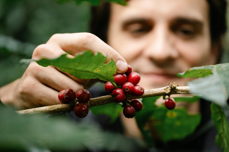 coffee farmer agroforestry Eje Cafetero Colombia hand picking coffee cherries farm stay