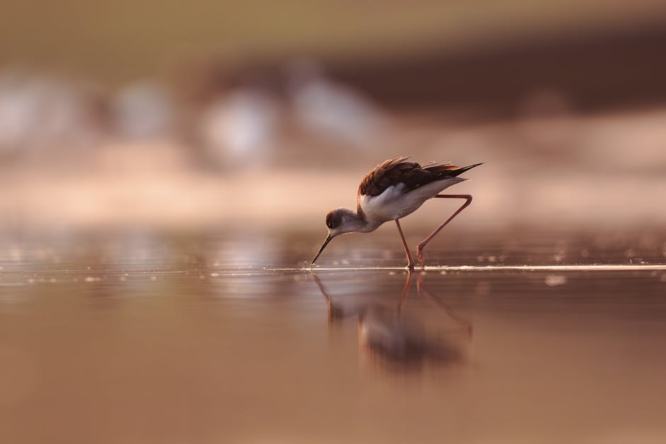 Elegant black-winged stilt wading in calm waters with a soft reflection and warm light.
