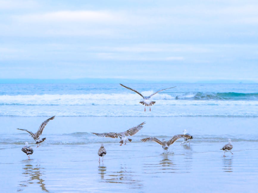A serene view of seagulls flying over a tranquil beach with gentle ocean waves.