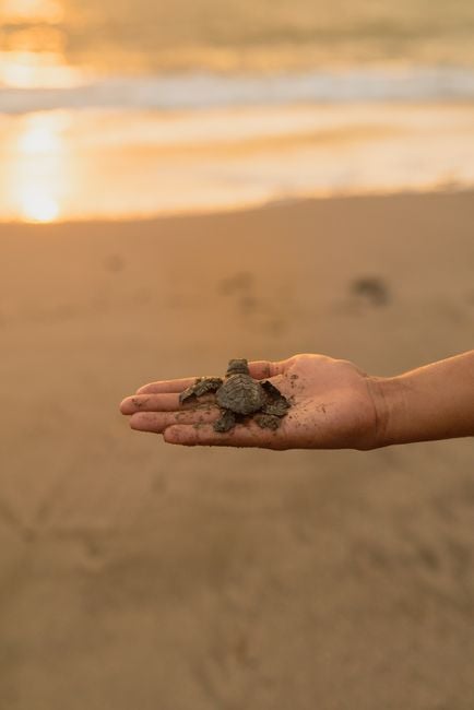 Nuquí sea turtle release volunteers beach Colombia