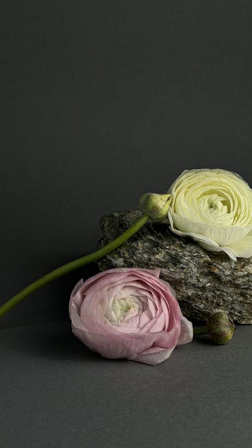 modern ikebana arrangement single stem pink ranunculus