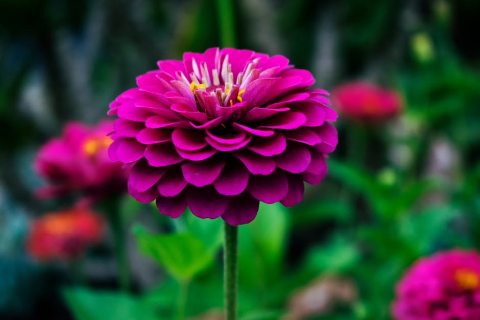 urban flower farm zinnias dahlias harvest
