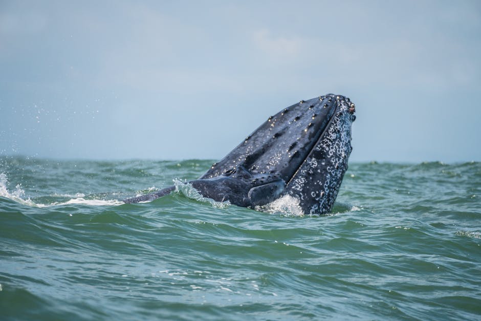 humpback whale Colombia Pacific Nuqui Bahia Malaga whale watching