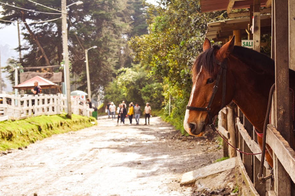 A brown horse in a stable on a dirt road in Cocora Valley, Quindío, Colombia.