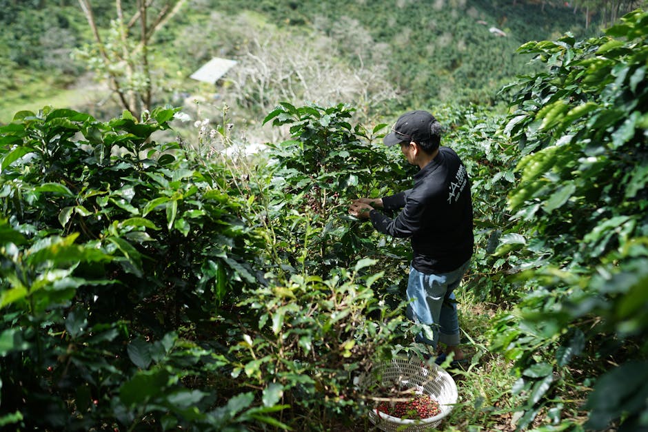 coffee farm tour Colombia Salento harvest workers visitors 2025