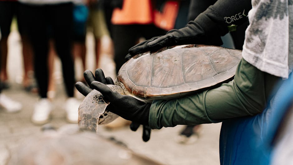 Volunteers handling a sea turtle during a conservation event outdoors.