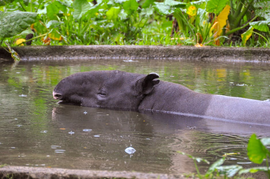 Close-up of a Malayan tapir cooling down in a water pool in Kuala Lumpur, Malaysia.