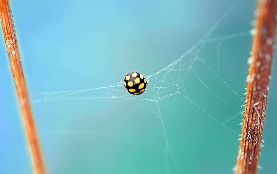 Yellow and black insect caught in a delicate spiderweb outdoors.