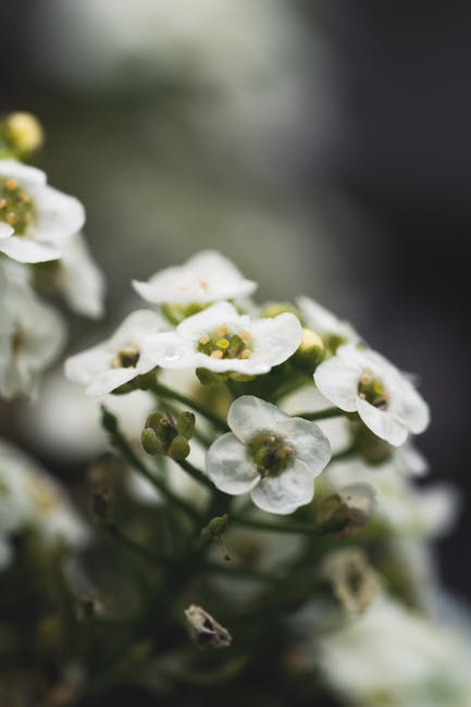 Macro shot of white blooming flowers capturing delicate petals and soft focus in natural light.