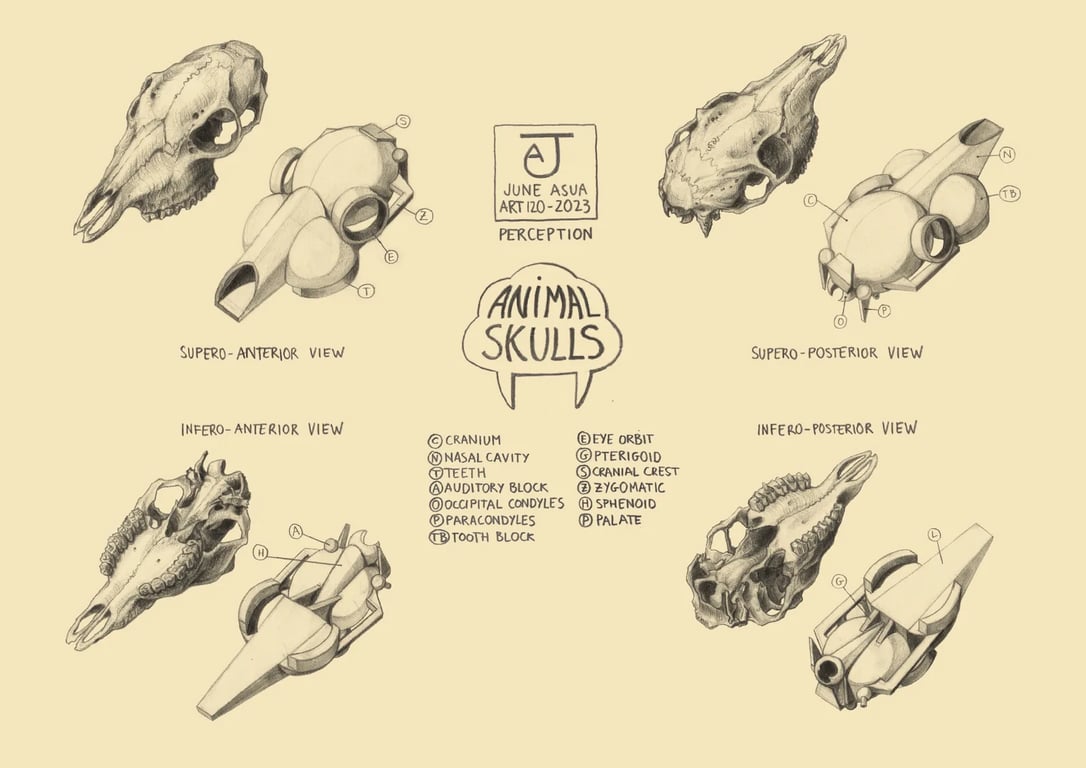 Estudio a lápiz de cráneos de animales