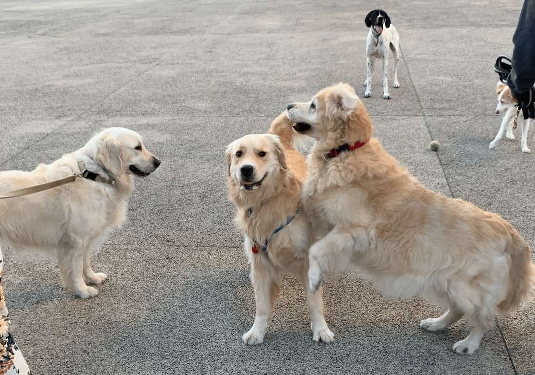 Dog Party