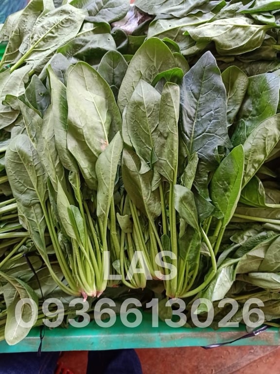 CẢI BÓ XÔI
