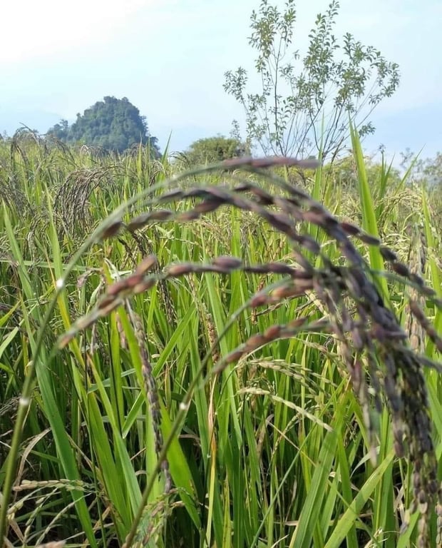 Gạo lứt than đen - gạo tươi hagagol