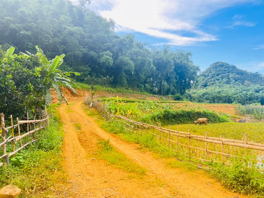 1500m2-200m2 ONT tại Phú Cường, Tân Lạc, Hoà Bình