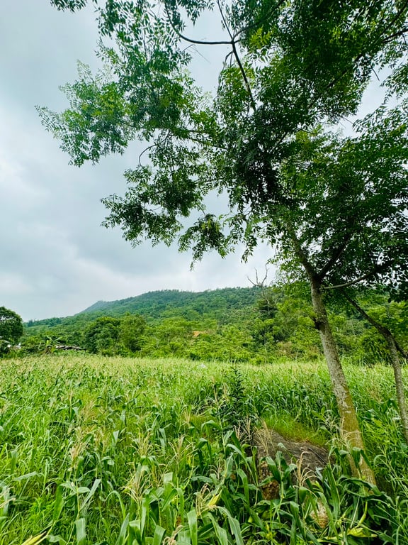 Tú Lý, Đà Bắc, Hoà Bình(1195m2)