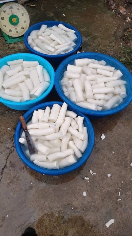 Sắn Nếp Điện Biên