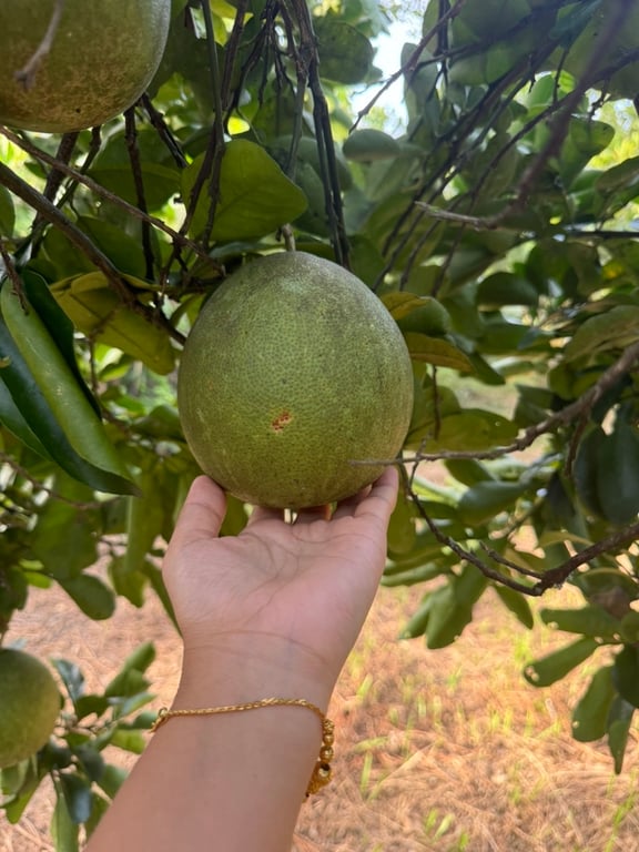 Hơn 3000m2 có 200m2 thổ cư tại thị trấn Mãn Đức, Tân Lạc, Hoà Bình