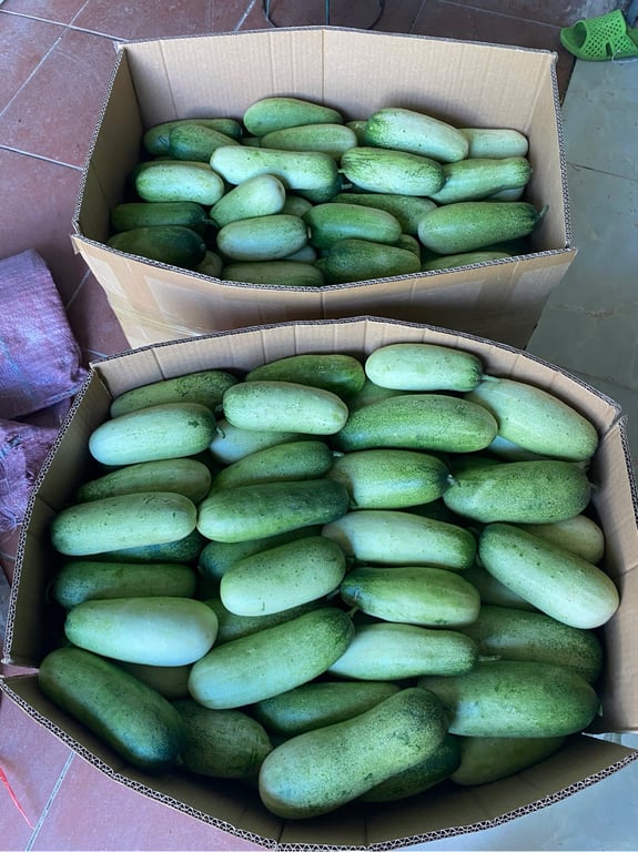 Dưa mèo Điện Biên 3kg