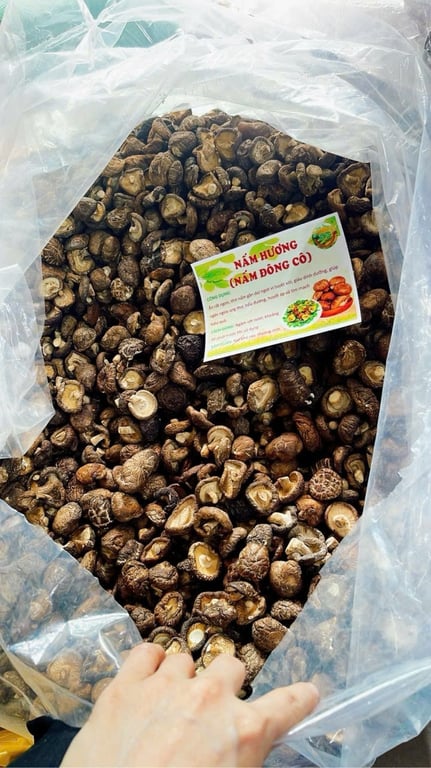 Nấm cúc Điện Biên