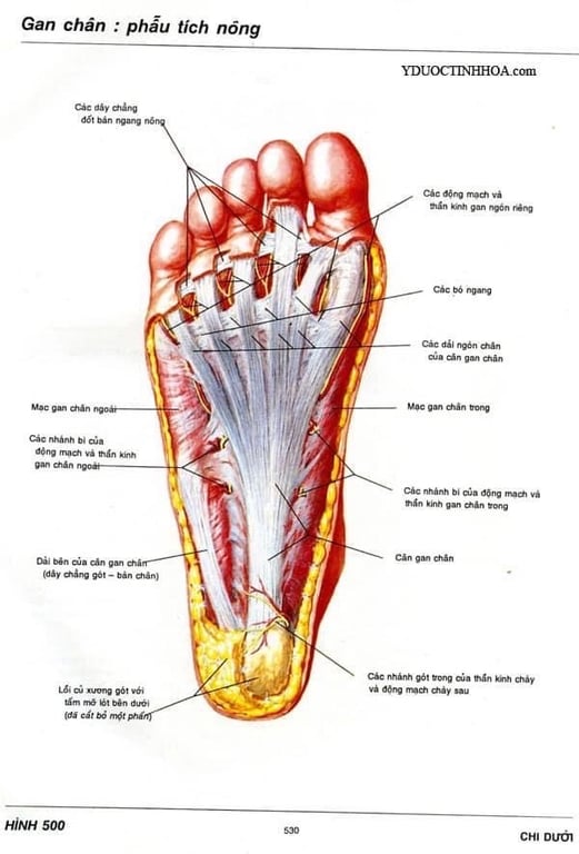 Set 100 gói thảo dược ngâm chân vị gừng và ngải cứu MC16