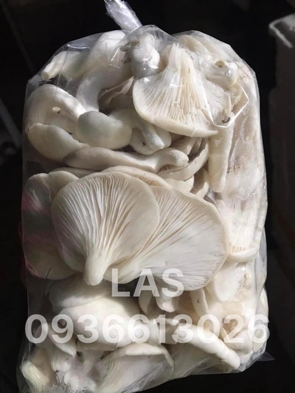 NẤM BÀO NGƯ