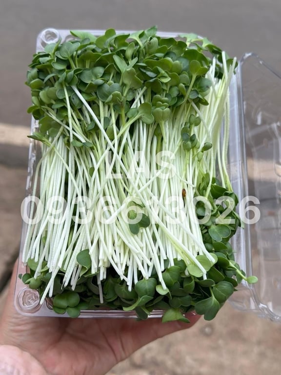 RAU MẦM - KHAY