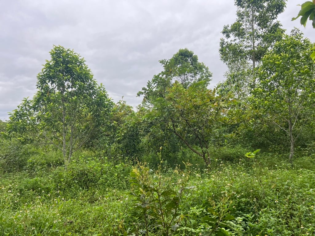 Ngọc Mỹ, Tân Lạc, Hòa Bình (8679m2)