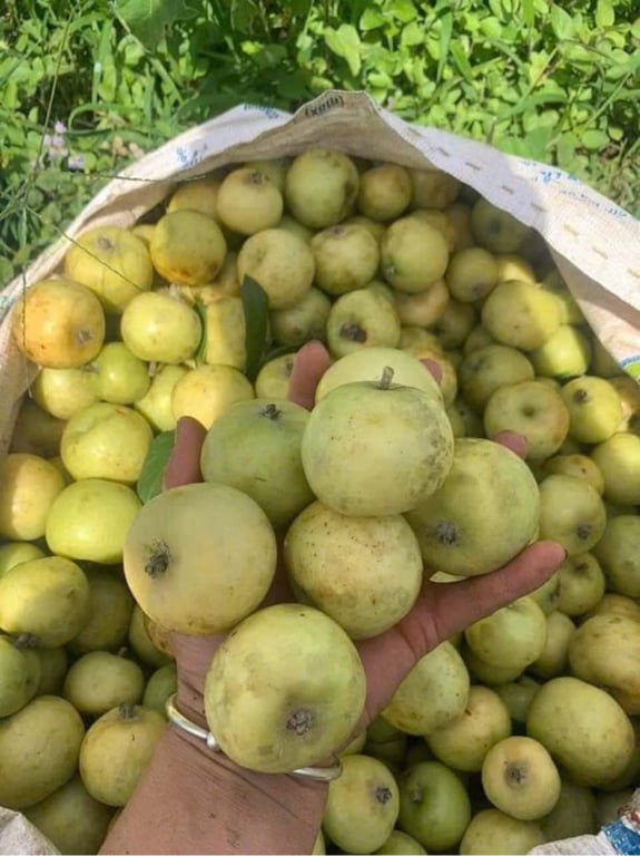 Giấm táo mèo 1 lít