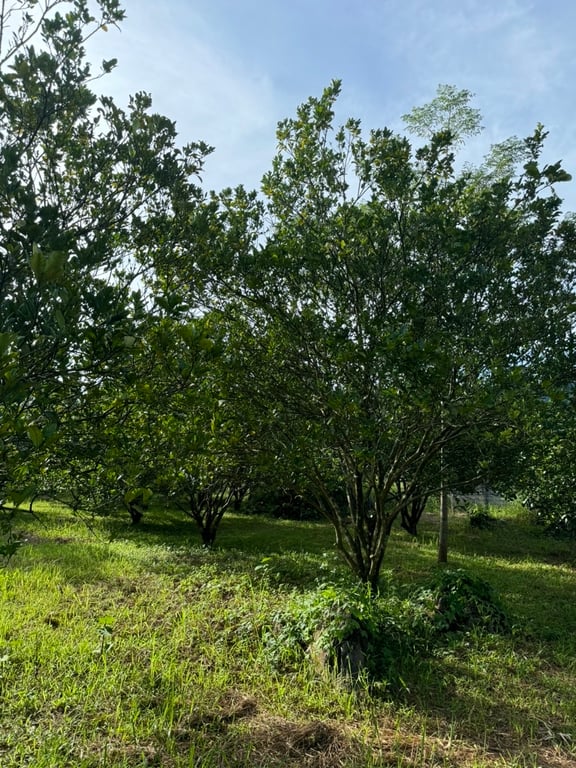 Hơn 3000m2 có 200m2 thổ cư tại thị trấn Mãn Đức, Tân Lạc, Hoà Bình