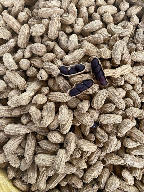 Lạc đen nương Điện Biên