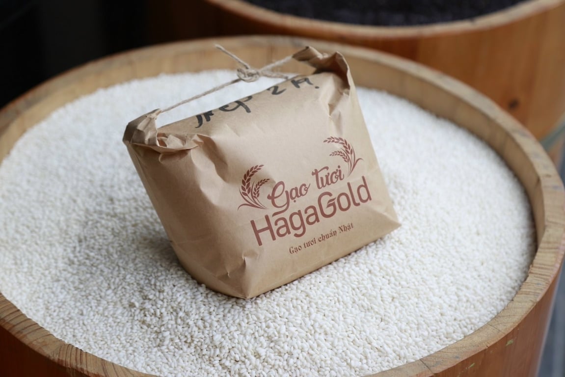 gạo nếp cái hoa vàng