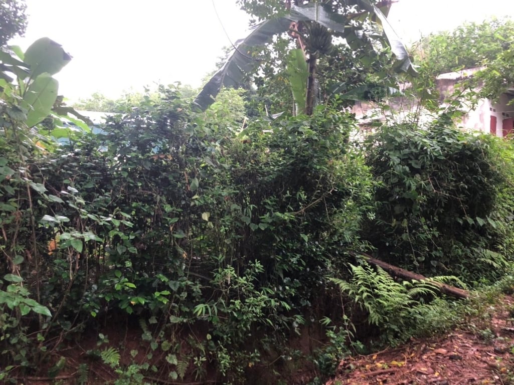 250m2 tại Chợ Lồ, xã Phong Phú, Tân Lạc, Hoà Bình