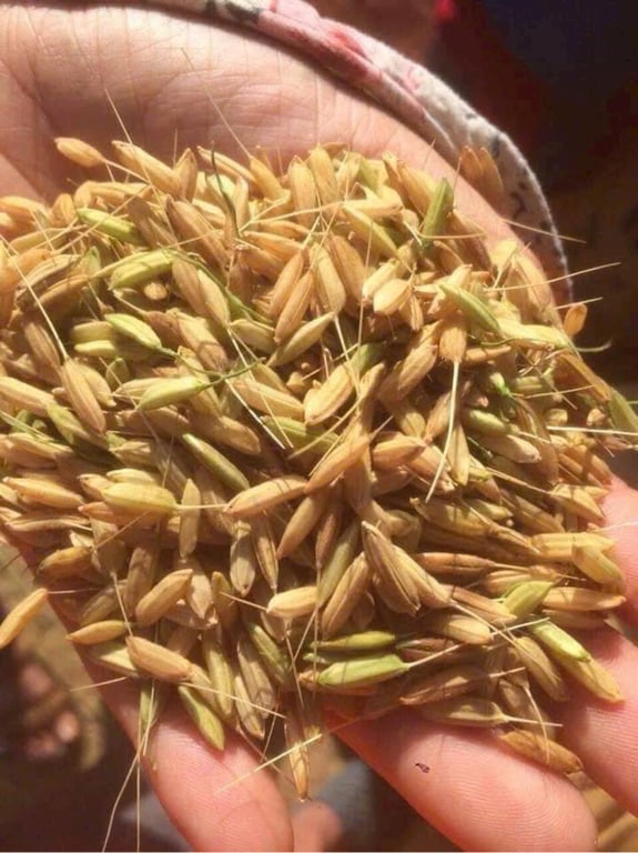 Gạo tám Điện Biên túi 10kg