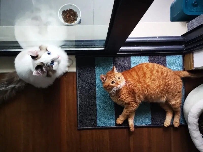 THẢM TRẢI SÀN PHÒNG TẮM HALSTED IKEA