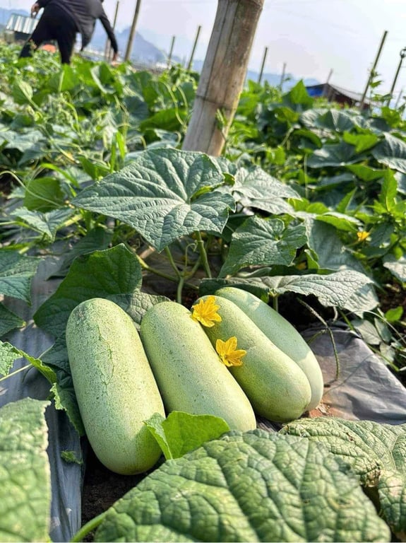 Dưa mèo Điện Biên 3kg